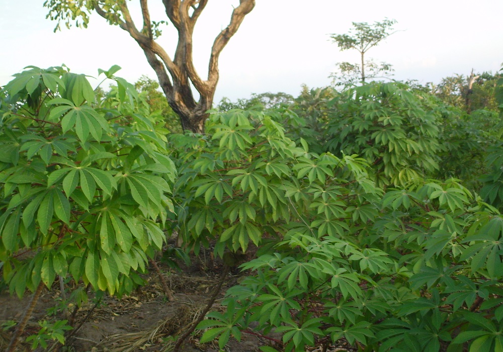 Champ de manioc public domain