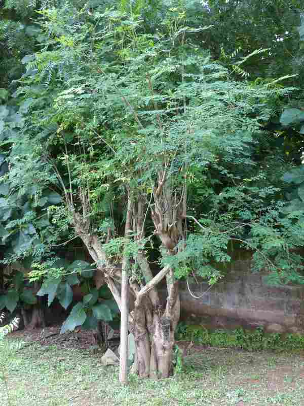 Moringa oleifera public domain