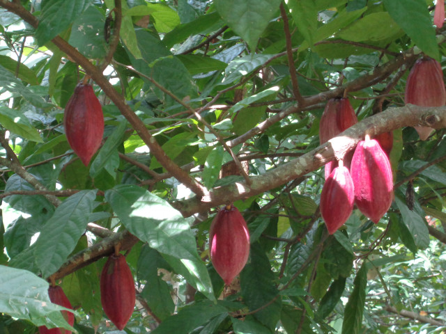 Plantation de cacao domaine public