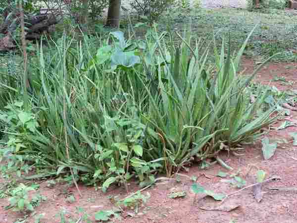 Aloe vera public domain