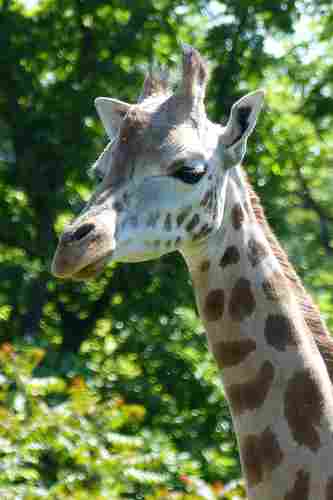 girafe domaine public